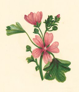 Közönséges mályva, Malva Sylvestris (színes litográfia) alkotó: English School