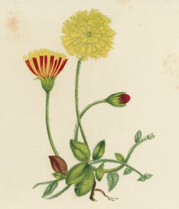 Közönséges egérfülű galagonyafű, Hieracium Pilosella (színes litho) alkotó: English School