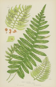 Közönséges polipody (színes litho) alkotó: English School