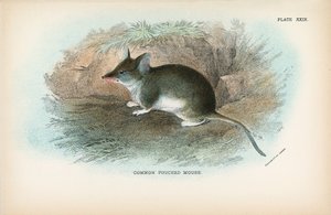 Közönséges Pouched Mouse alkotó: English School