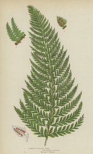 Közönséges tüskés páfrány (színes litó) alkotó: English School