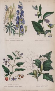 Közönséges farkastorony vagy szerzetesi csuklya; Deadly Nightshade vagy Dwale; Woody Nightshade vagy Bitter Sweet; Közönséges tövis alma (színes metszet) alkotó: English School