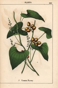 Közönséges bryony arany bogyókkal. Bryonia alba   , a "The Instructive Picturebook, or Lessons from the Vegetable World", [Charlotte Mary Yonge], Edinburgh alkotó: English School