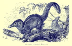 Közönséges facska, illusztráció a "The Royal Natural History"-ból (litográfia) alkotó: English School