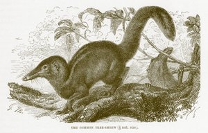 Közönséges cickány, illusztráció a The Royal Natural History-ból alkotó: English School