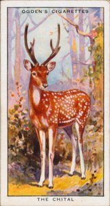Rejtőzködő színek a védelemért, állatok, A chital (színes litográfia) alkotó: English School