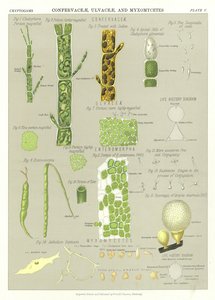 Confervaceae, Ulvaceae és Myxomycetes alkotó: English School