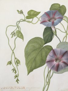 Convolvulus Purpurus (wc pergamen)