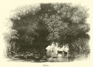 Coots alkotó: English School