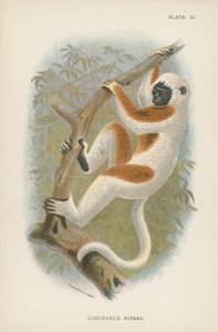 Coquerel Sifaka alkotó: English School