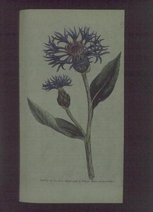 Búzavirág (Centaurea montana), 77. tábla William Curtis "The Botanical Magazine" (vagy "Flower Garden Displayed") című művéből, kiad. 1789-90 (metszet) alkotó: English School