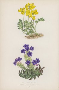 Kis koronák; Lithospermum Prostratum (színes litho) alkotó: English School