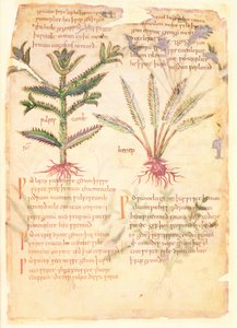 Cotton Vitellius C.III fol.30 Illusztrációk a Wulfes Cambról és Henepről, a „Dioscorides” című óangol gyógynövényből, eredetileg Apuleius (123-80) (vellum) alkotó: English School