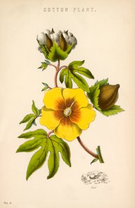 Pamut növény alkotó: English School