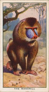 Udvarlási színek, állatok, Mandrill (színes litográfia) alkotó: English School