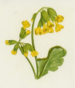 Cowslip, Daisy Spring (színes litho) alkotó: English School