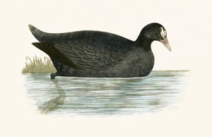 Tarajos szárcsa, illusztrációja Charles Robert Bree (1811-86) „Európa madarainak története, amelyeket nem figyeltek meg a Brit-szigeteken” című művéből, 1867-ben megjelent alkotó: English School