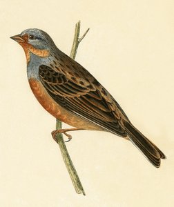Cretzschmaer sármánya, illusztrációja Charles Robert Bree (1811-86) „A Brit-szigeteken nem megfigyelt európai madarak története” című művéből, 1867-ben megjelent alkotó: English School