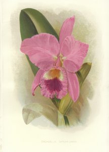 Bíbor Cattleya alkotó: English School