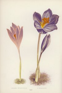 Crocus Nudiflorus; C Speciosus (színes litho) alkotó: English School
