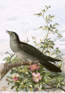 Kakukk alkotó: English School