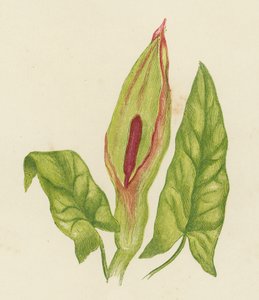 Kakukkfű, Arum Maculatum (színes litográfia) alkotó: English School