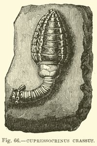 Cypressocrinus alkotó: English School