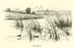 Dabchicks alkotó: English School