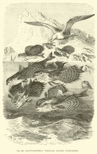 Dactylopterus Volitans, Flying Gurnards alkotó: English School