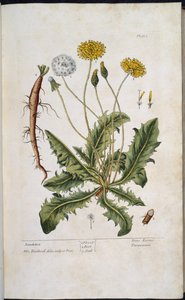 Gyermekláncfű, Elizabeth Blackwell 
