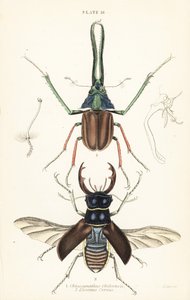Darwin bogár, Grant szarvasbogár vagy chilei szarvasbogár, Chiasognathus grantii 1 és európai szarvasbogár, Lucanus cervus 2 alkotó: English School