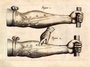 De Motu Cordi, Sanguinis az Animalibusban (A szív és a vér mozgása az élőlényekben), William Harvey (1578-1657) először 1628-ban jelent meg, és bemutatja az alkar vénák hálózatát, amely egyirányú billentyűket tartalmaz. alkotó: English School