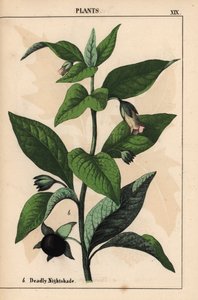 Halálos nadálytő   , a "The Instructive Picturebook, or Lessons from the Vegetable World", [Charlotte Mary Yonge], Edinburgh alkotó: English School