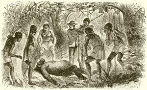 Du Chaillus első gorilla halála alkotó: English School
