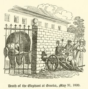 Az elefánt halála Genfben, 1820. május 31 alkotó: English School