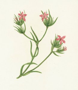 Deptford Pink, Dianthus Armeria alkotó: English School