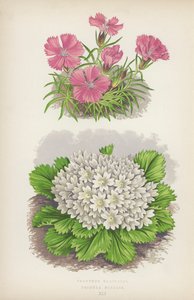 Dianthus Glacialis; Primula Nivalis (színes litó) alkotó: English School