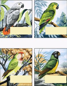 Különféle papagájok alkotó: English School