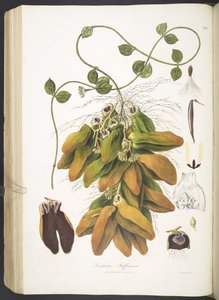 Dischidia Rafflesiana, 142. lemez a „Plantæ Asiaticæ Rariores”-től; vagy néhány kiadatlan kelet-indiai növény leírása és ábrája. L.P.”, Nathaniel Wallich alkotó: English School