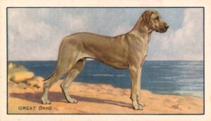 Kutyák: dán dog (színes litográfia) alkotó: English School