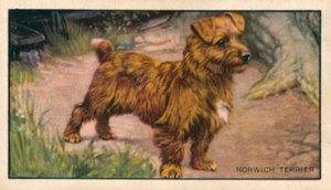 Kutyák: Norwich Terrier (színes litográfia) alkotó: English School