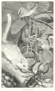 Kormorán (metszet) alkotó: English School