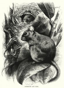 Dormouse and Nest (metszet) alkotó: English School