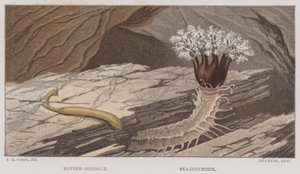 Pöttyös sziponcs, tengeri uborka (színes litho) alkotó: English School