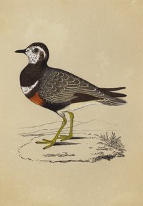 Dotterel (színes litó) alkotó: English School