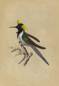 Kettős tarájú kolibri (színes litó) alkotó: English School