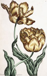 Dupla Oriflamme, 1759 alkotó: English School