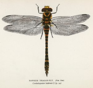 Szitakötők: Hawker sárkánylegy (színes litográfia) alkotó: English School