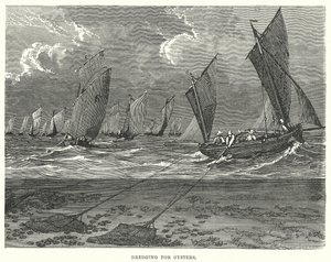 Osztrigakotrás (metszet) alkotó: English School