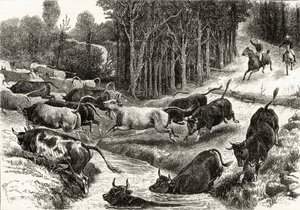 Szarvasmarha hajtás Ausztráliában, 1880 körül, Howard Willoughby „Australian Pictures”-ből, a Religious Tract Society, London, 1886 alkotó: English School